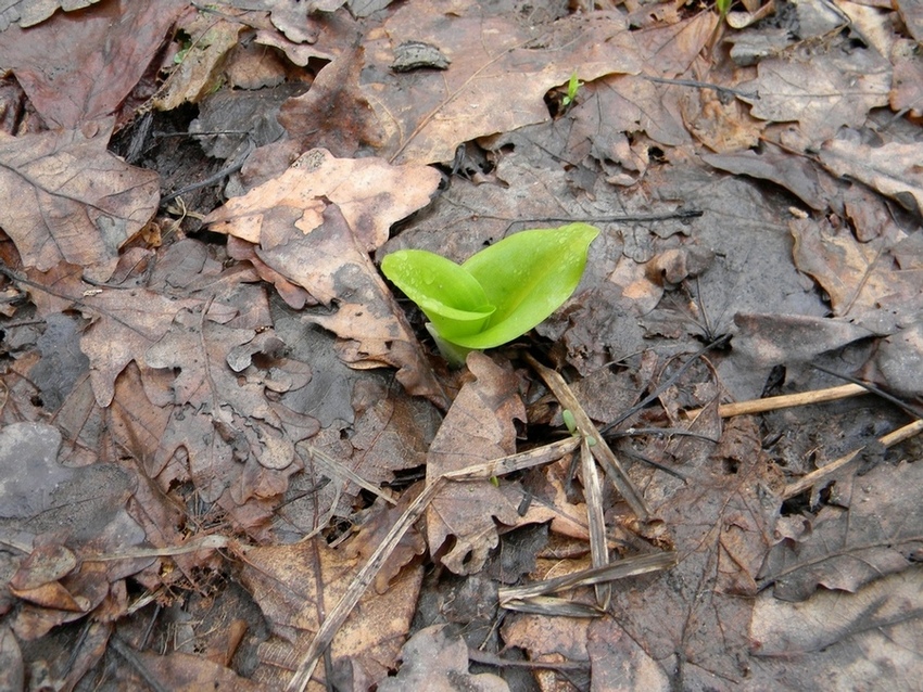 Изображение особи Platanthera bifolia.