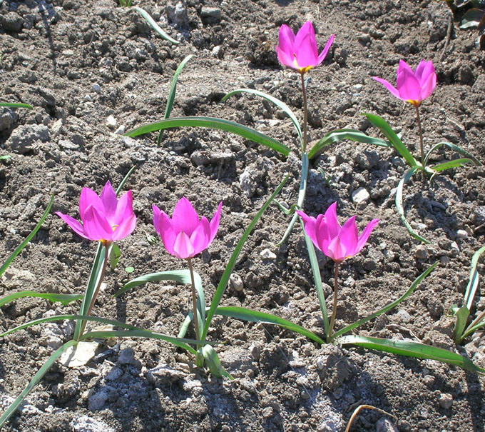 Image of Tulipa humilis specimen.