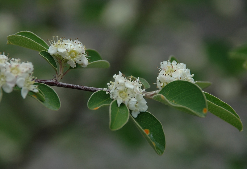 Image of Cotoneaster suavis specimen.