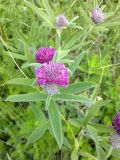 Trifolium alpestre