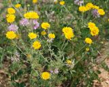 Anthemis tinctoria