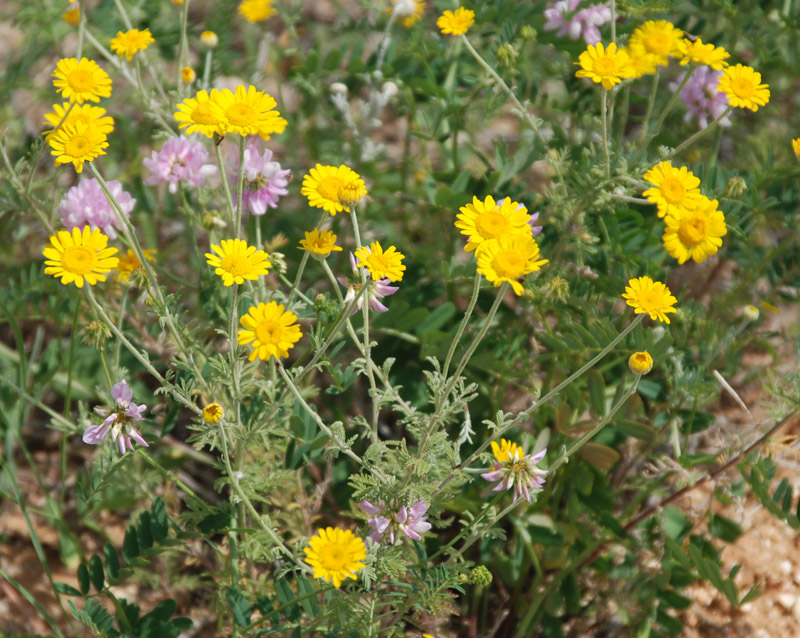 Изображение особи Anthemis tinctoria.