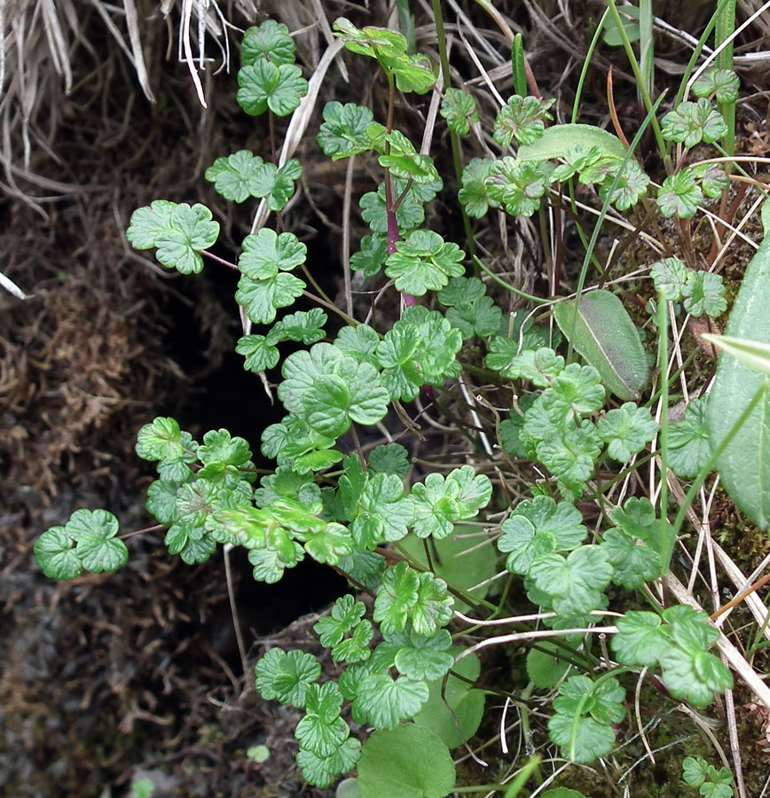 Image of Thalictrum alpinum specimen.