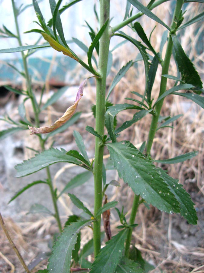 Изображение особи Lepidium graminifolium.