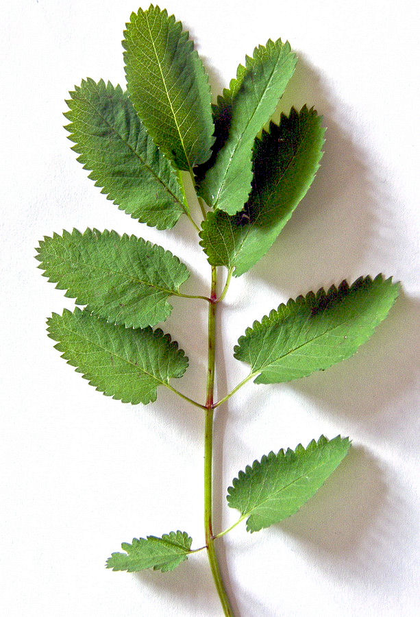 Изображение особи Sanguisorba stipulata.