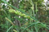 Carex atherodes