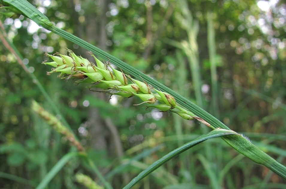 Image of Carex atherodes specimen.