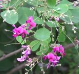 Lespedeza bicolor