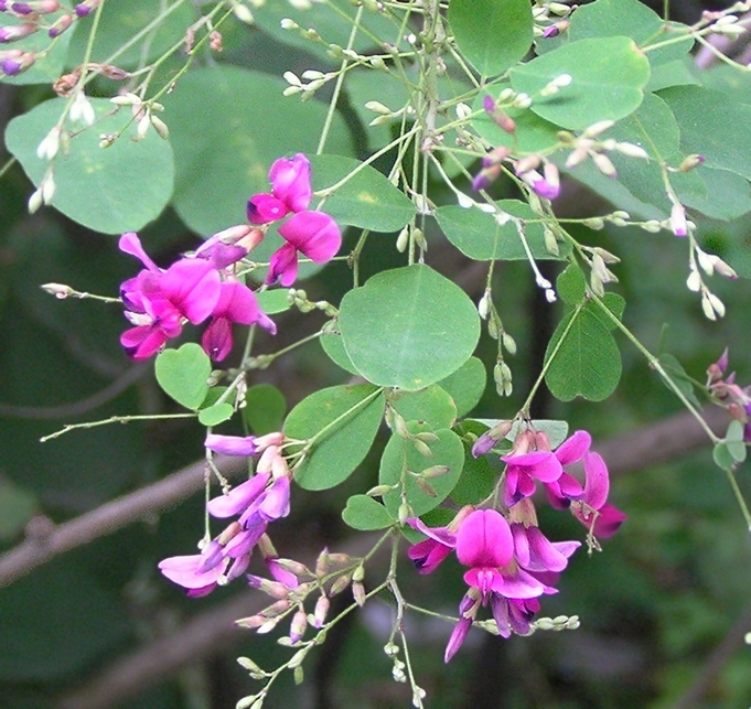 Изображение особи Lespedeza bicolor.