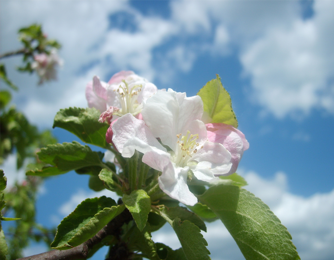 Изображение особи Malus domestica.