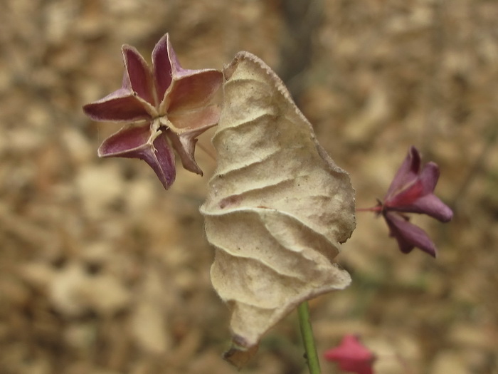 Изображение особи Euonymus pauciflorus.