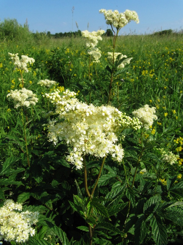 Image of Filipendula ulmaria specimen.