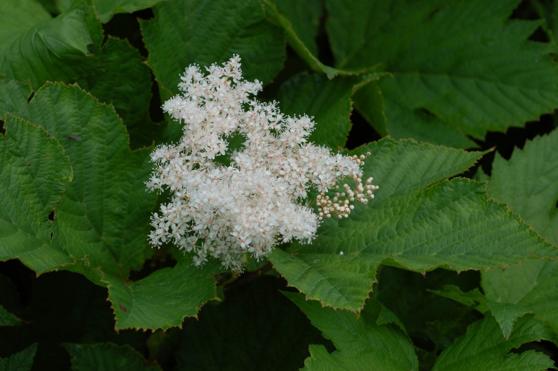 Изображение особи Filipendula camtschatica.