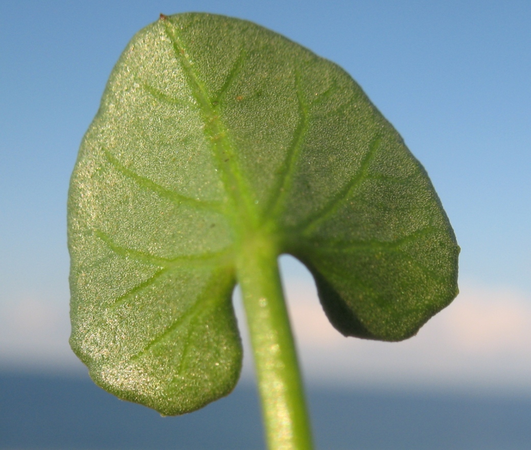 Image of Calystegia soldanella specimen.