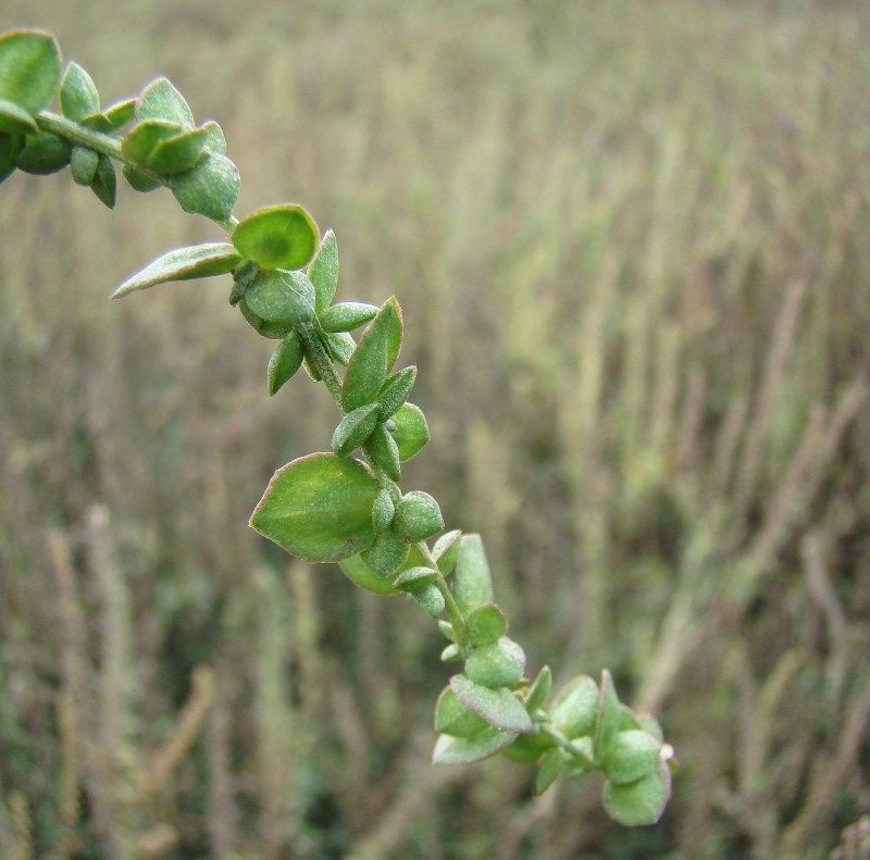 Изображение особи Atriplex micrantha.