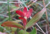 Hypericum androsaemum