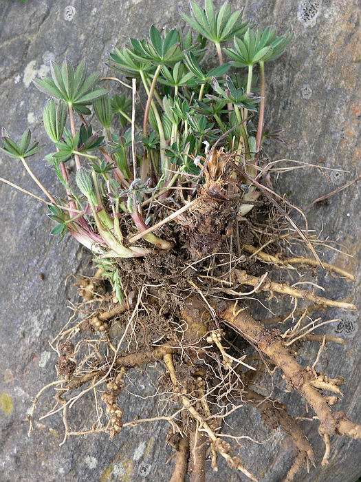 Изображение особи Lupinus polyphyllus.