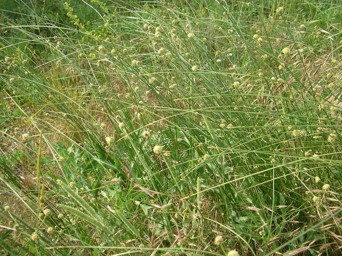 Image of Scirpoides holoschoenus specimen.