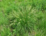 Deschampsia cespitosa