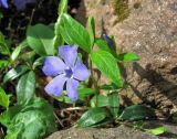 Vinca minor