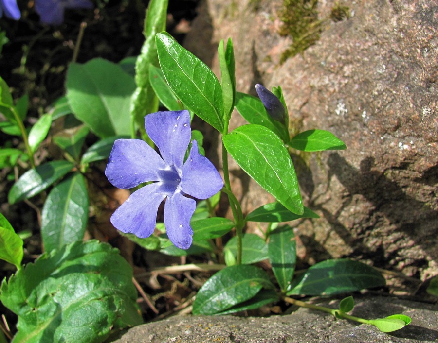 Image of Vinca minor specimen.