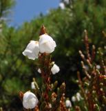 Cassiope redowskii