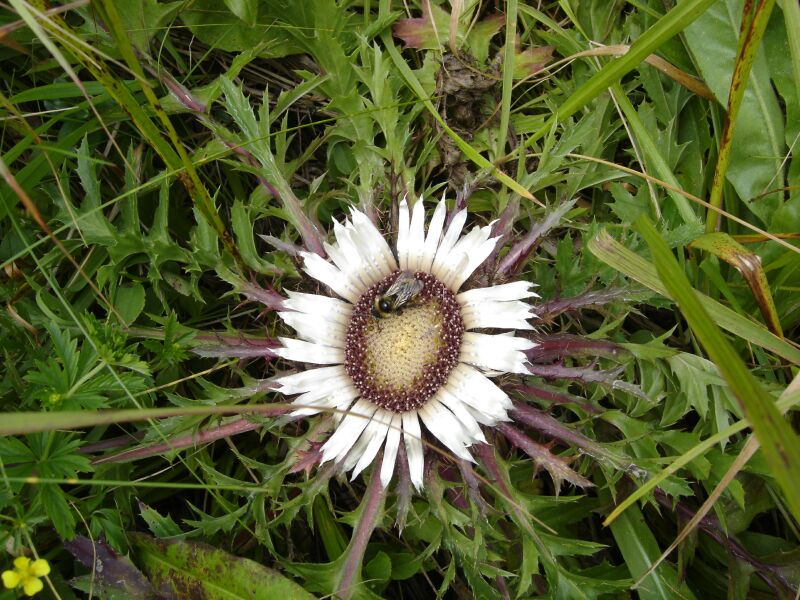 Изображение особи Carlina acaulis.