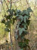 Hedera helix