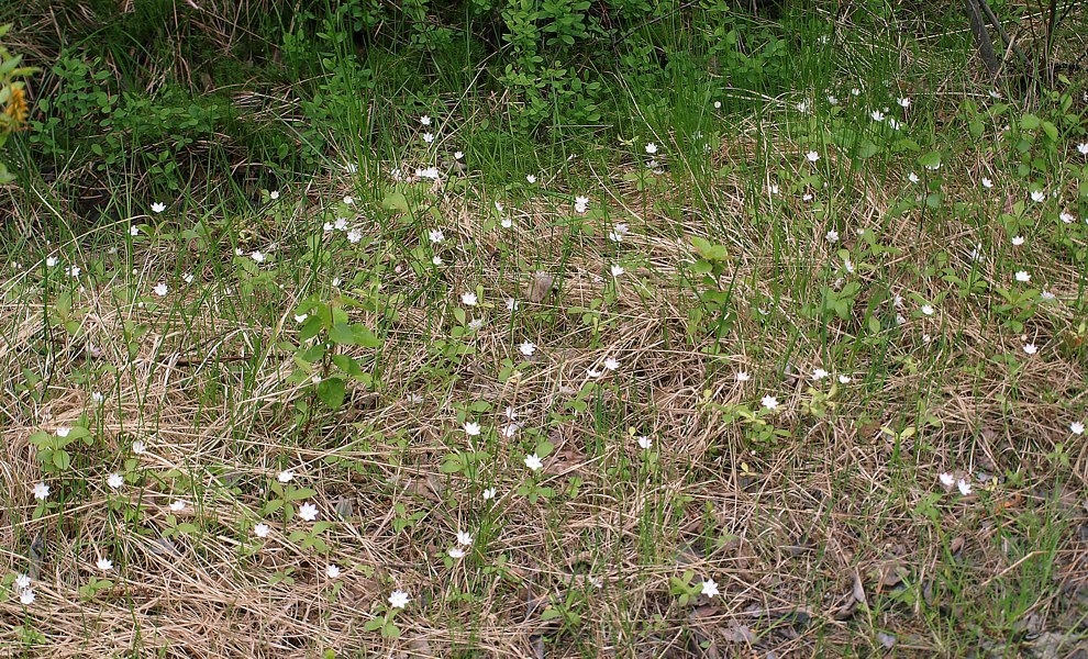 Изображение особи Trientalis europaea.