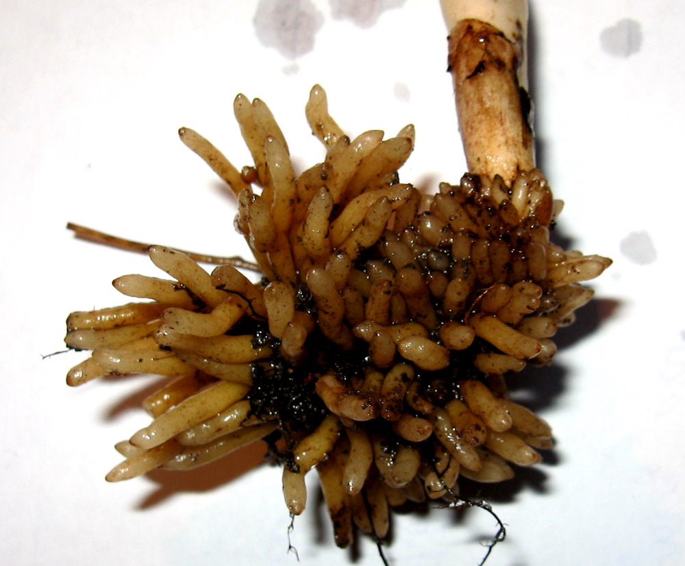 Image of Neottia krasnojarica specimen.