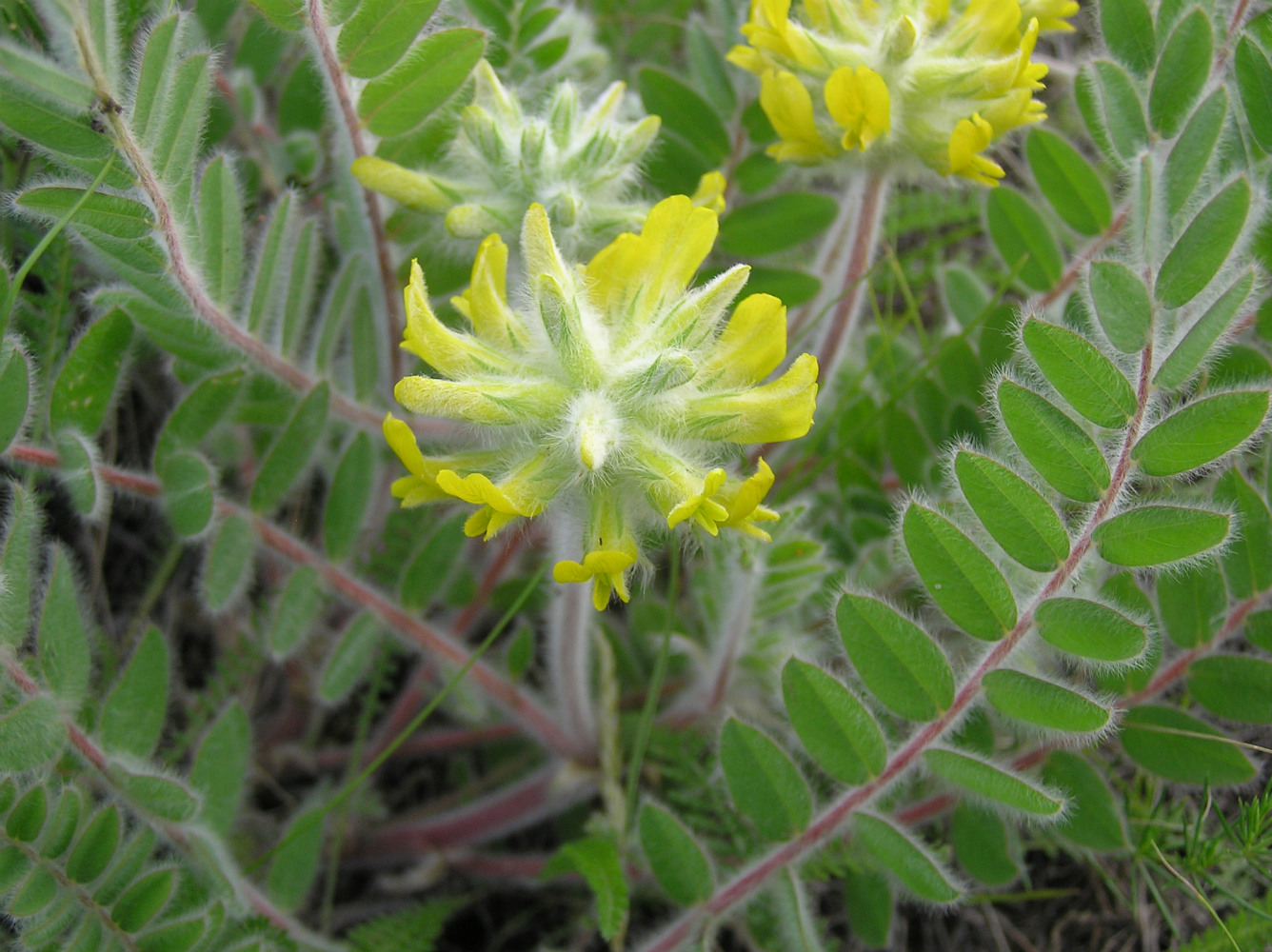 Изображение особи Astragalus dasyanthus.