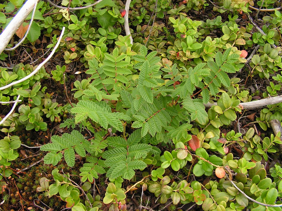 Image of Sorbaria grandiflora specimen.