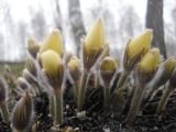 Pulsatilla orientali-sibirica