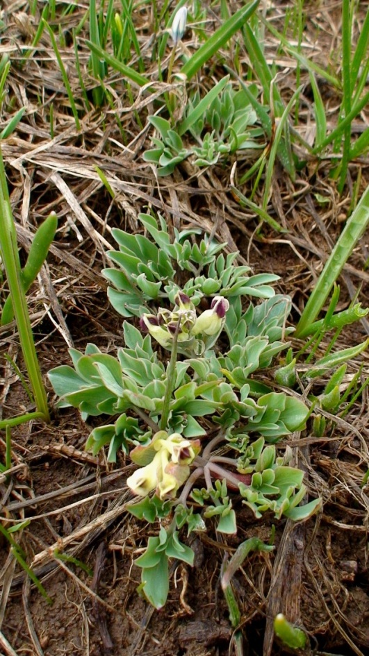 Image of Corydalis erdelii specimen.