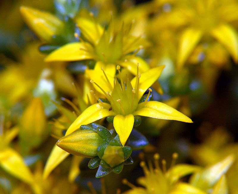 Изображение особи Sedum acre.