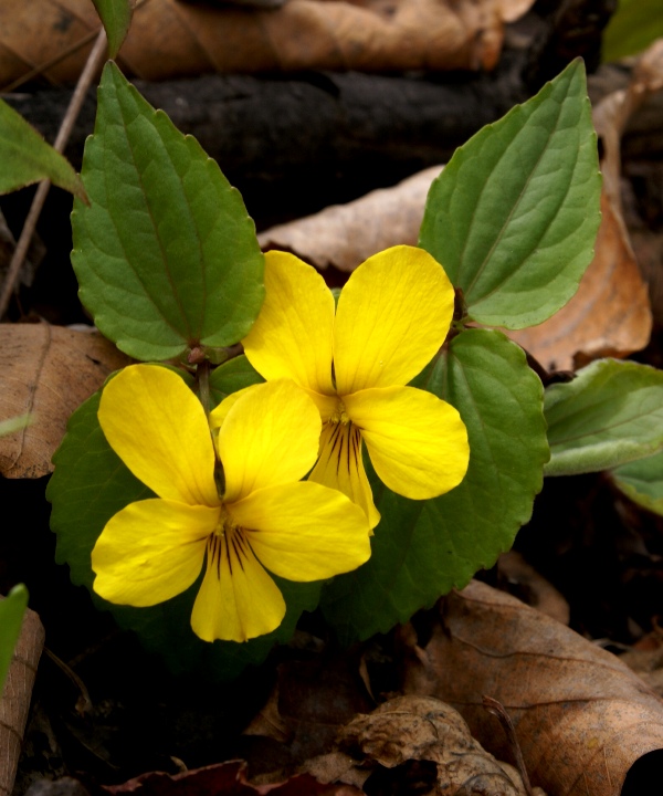 Изображение особи Viola orientalis.