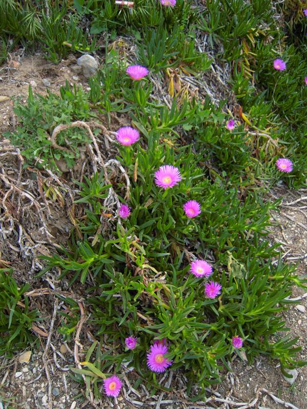 Image of Carpobrotus acinaciformis specimen.