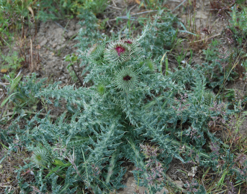Image of Carduus uncinatus ssp. davisii specimen.