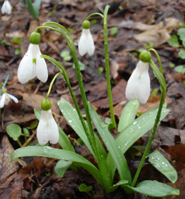 Изображение особи Galanthus &times; allenii.