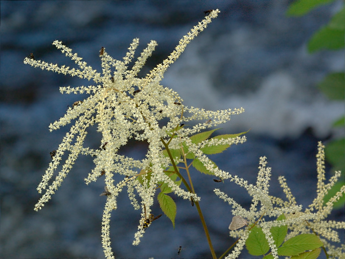 Изображение особи Aruncus sylvestris.