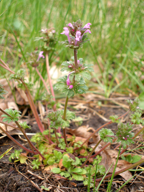 Image of Lamium amplexicaule var. orientale specimen.