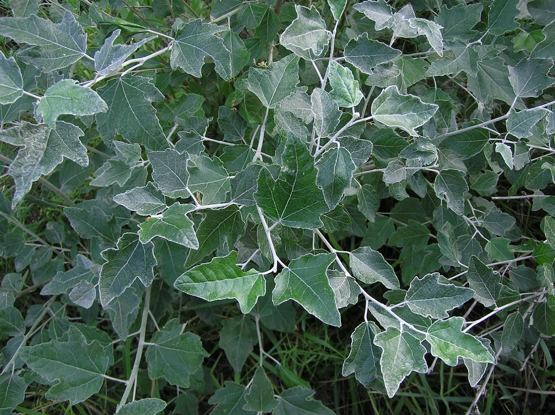 Image of Populus alba specimen.