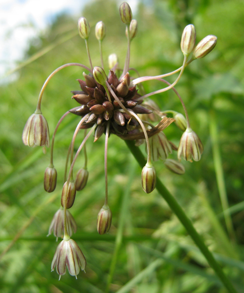 Image of Allium oleraceum specimen.