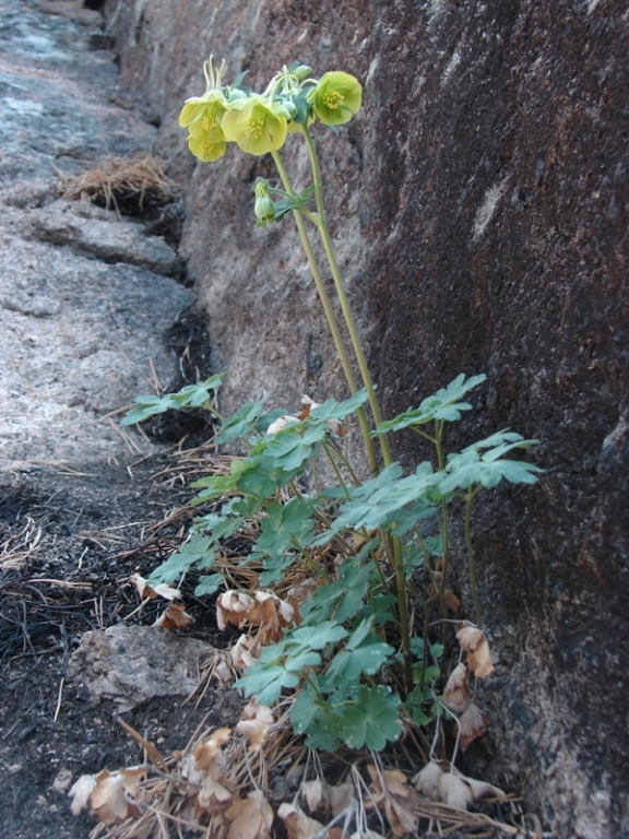 Image of Aquilegia viridiflora specimen.