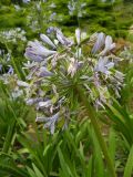 Agapanthus africanus. Отцветающее соцветие с завязавшимися плодами. Южный берег Крыма, Никитский ботанический сад. 31 июля 2012 г.