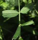 Vicia grandiflora. Листочки (доли листа). Ростовская обл., Азовский р-н, побережье Таганрогского залива, окр. с. Займо-Обрыв. 10.05.2012.