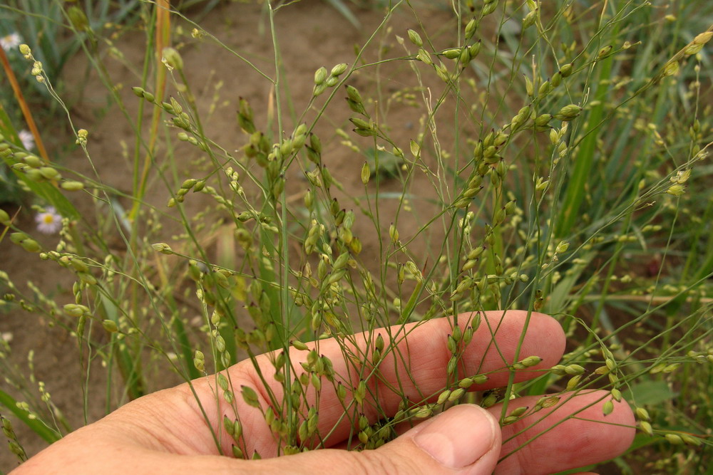 Изображение особи Panicum miliaceum ssp. ruderale.