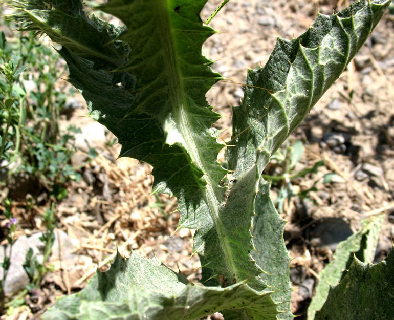 Image of Onopordum acanthium specimen.