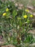 Ranunculus arvensis