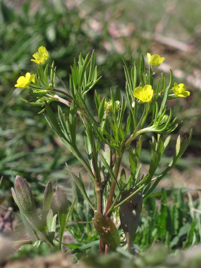 Image of Ranunculus arvensis specimen.
